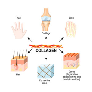 Collagen er et vigtigt protein til dine knogler, led og hud Collagen er et vigtigt protein til dine knogler, led og hud