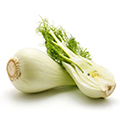 Fennel Fennel