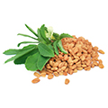Fenugreek Fenugreek