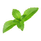 Stevia Stevia
