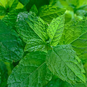 Gynsotemma Pentaphyllum Gynsotemma Pentaphyllum