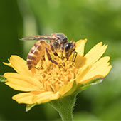 Honning plante Honning plante