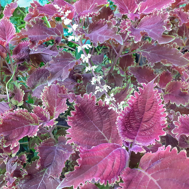 Sådan bruges Forskolin i din kost