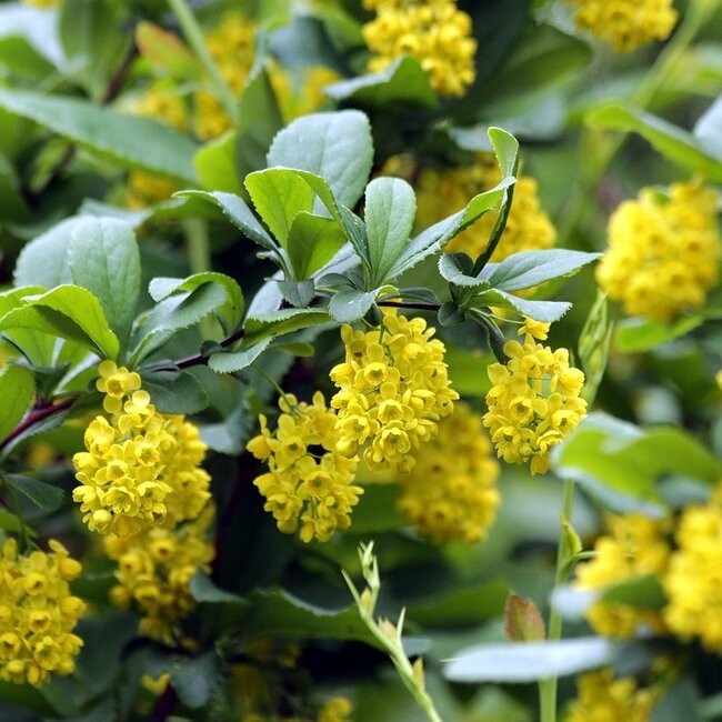 Berberine: Virkning, fordele, bivirkninger og daglig dosis