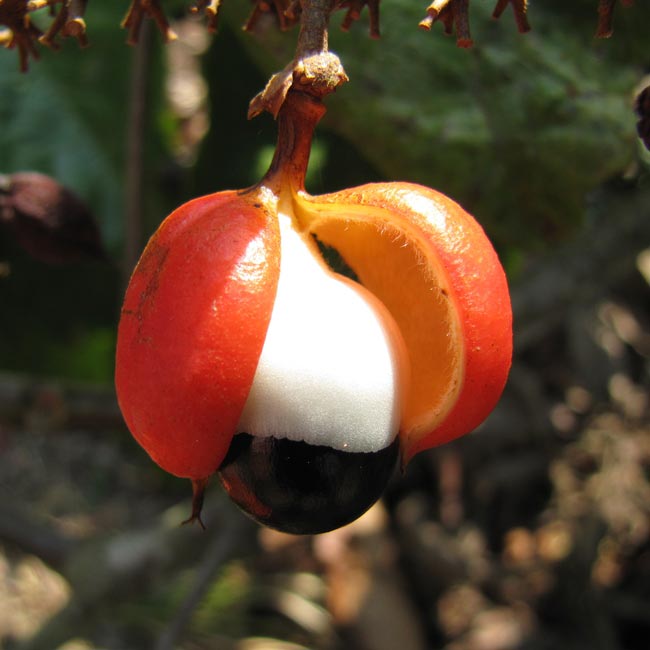 Guarana - et godt middel til energi, sundhed og vægttab