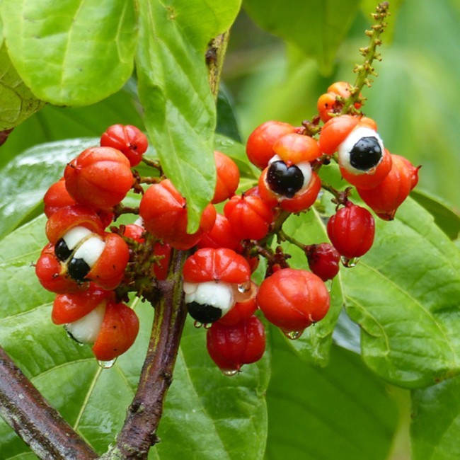 Hvad er Guarana?