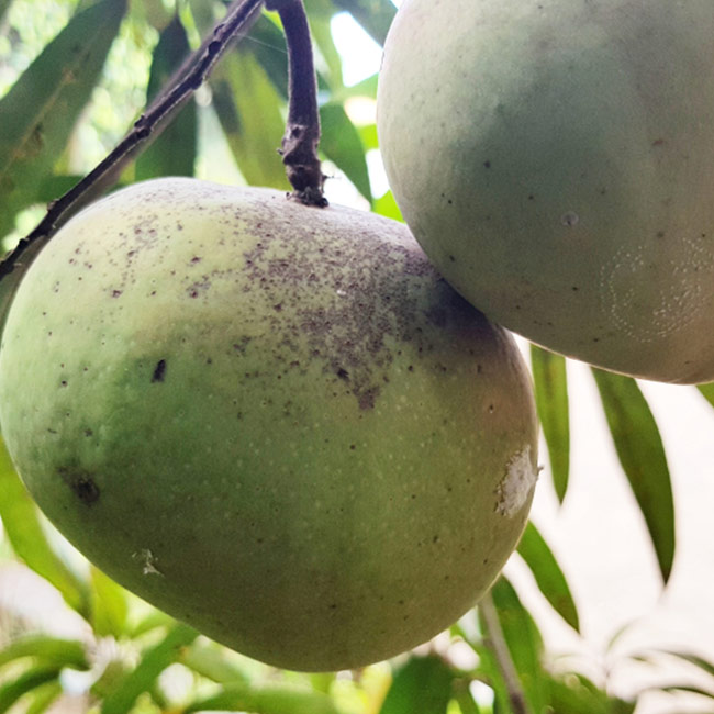 African Mango: Alt hvad du behøver at vide