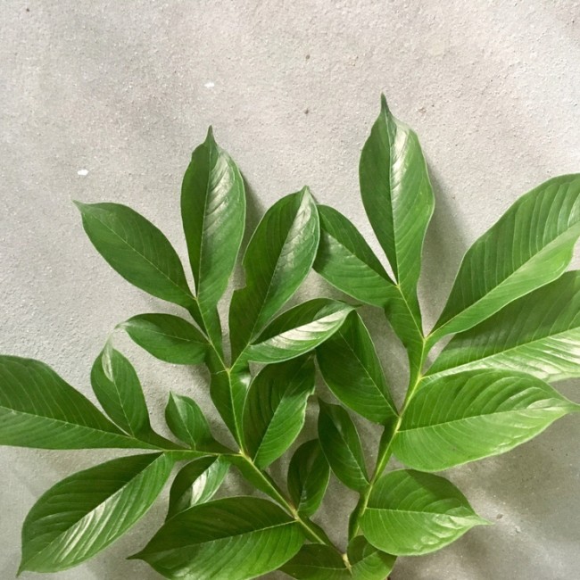 Alt om glucomannan, og dets sundhedsmæssige fordele