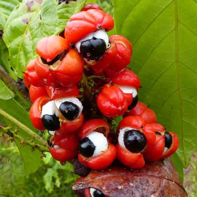 6 solide grunde til at prøve goderne ved Guarana