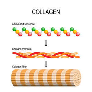 Image explaining what is collagen Image explaining what is collagen