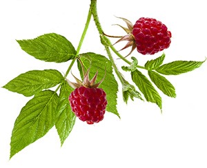 hindbærketoner plus slankepiller