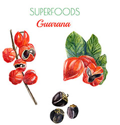 Kan man tabe sig ved at tage guarana koffeinpiller? Kan man tabe sig ved at tage guarana koffeinpiller?