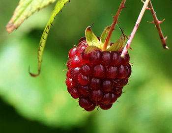 Få mest ud af dit kosttilskud ved at følge anbefalingerne og brugsvejlendingen Få mest ud af dit kosttilskud ved at følge anbefalingerne og brugsvejlendingen