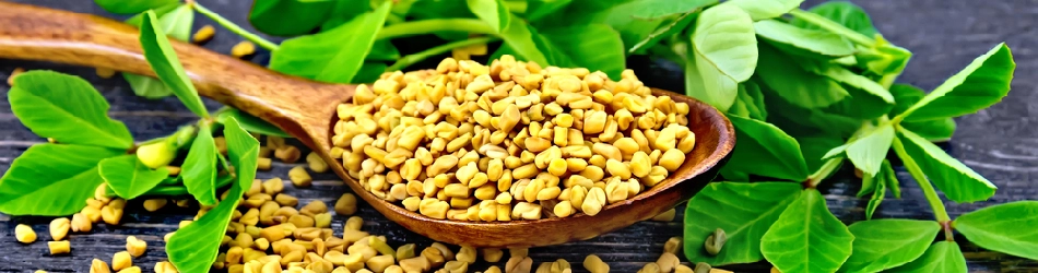 Bukkehornsfrø er en superfood propfyldt med essentielle næringsstoffer Bukkehornsfrø er en superfood propfyldt med essentielle næringsstoffer